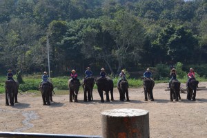 The Elephant Show