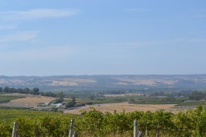 View of the d'Arenberg vineyards