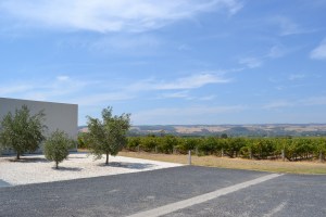 Primo Cellar Door and vineyards
