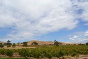 View of the vineyards at Charles Melton