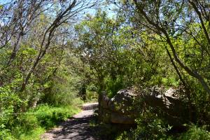 Vegetation at the Gap